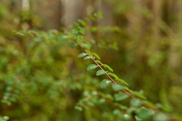 Green plant leaves covered with raindrops in a natural forest environment