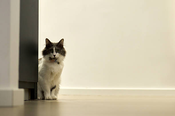 istock Curious cat peeking playfully behind wall inside home 2254462281