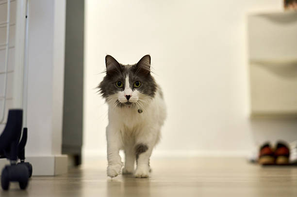 Grey and white bicolor cat walking on a wooden floor inside a home