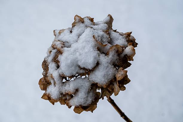 Dried hydrangea flowers with snow resting on petals against a soft grey background