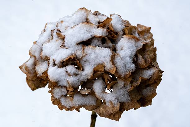 Dried hydrangea blossom accumulating fresh white snow in a cold winter garden