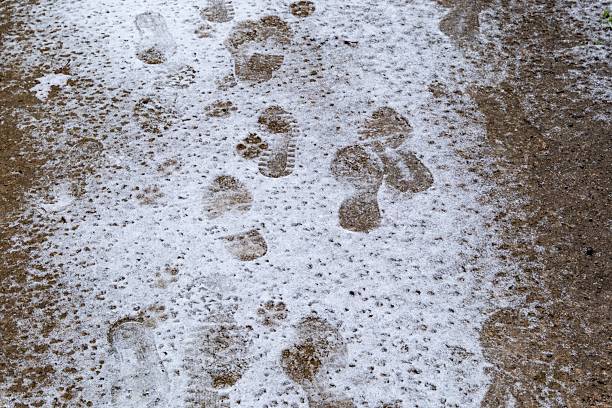 Footprints and paw prints marking a mixed path on a concrete ground covered with fresh snow
