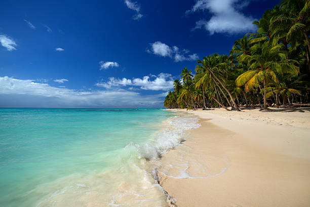 istock amazing tropical beach with palm trees and gentle waves 2254463061