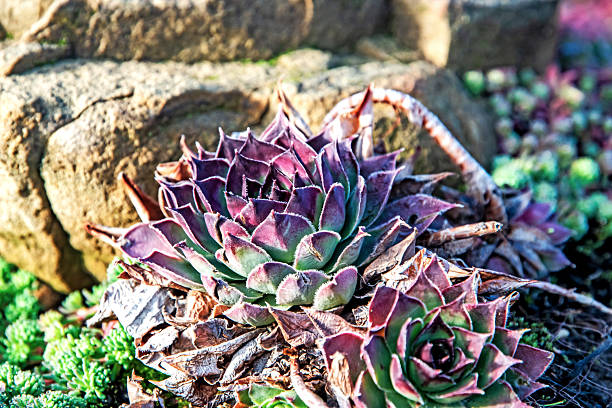 Close-up of a colorful succulent plant forming a natural textured background, ideal for design, nature, and organic concepts