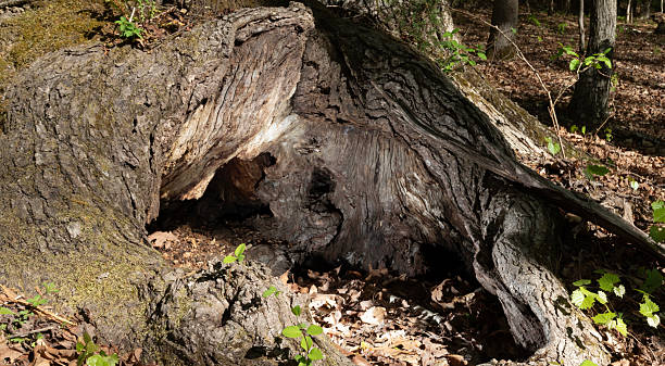 istock Hole dug into the base of a tree by an animal 2254464663