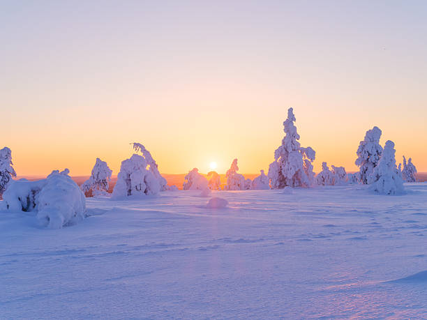 Majestic snowy spruce trees under a dramatic orange sunset sky in winter. Serene winter landscape with frozen trees and bright colorful horizon during sunset. Natural landscape. Background, wallpaper, postcards.