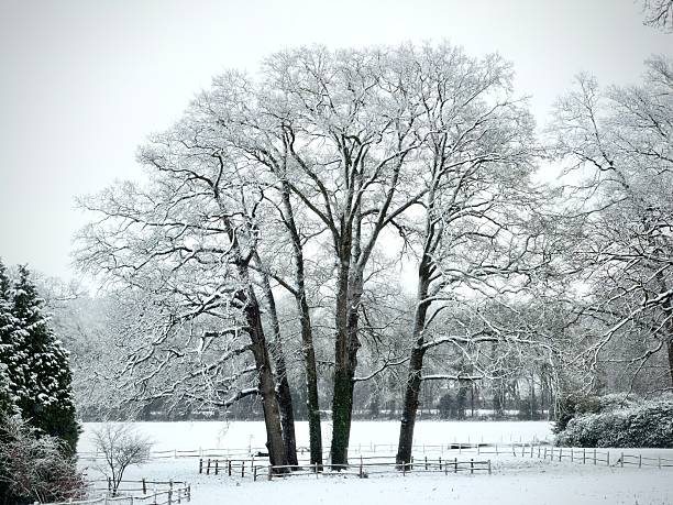 January winter nature and landscapes - Trees, snow, blue sky. People playing and walking.