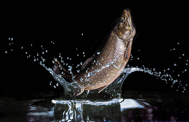 Marble Trout jumping isolated on dark background