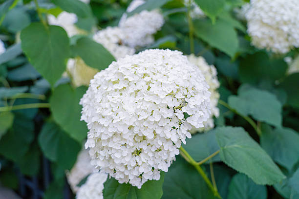 istock Hydrangea Flowers, Blooming White Hortensia, Hydrangea Paniculata Flower Closeup, Large Inflorescences 2254467588