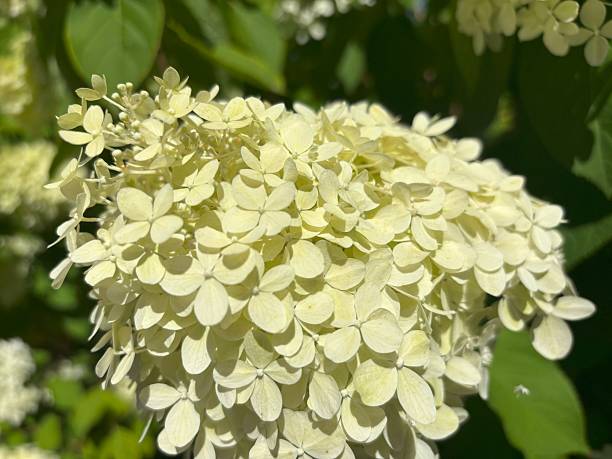 istock Hydrangea Flowers, Blooming White Hortensia 2254467595