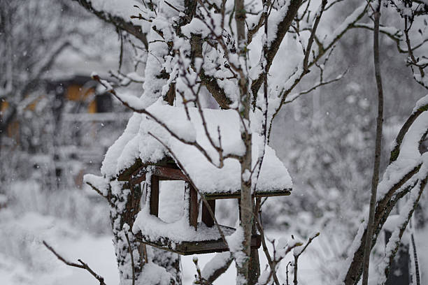 istock A snow-covered birdhouse on a fruit tree in an allotment garden 2254469630