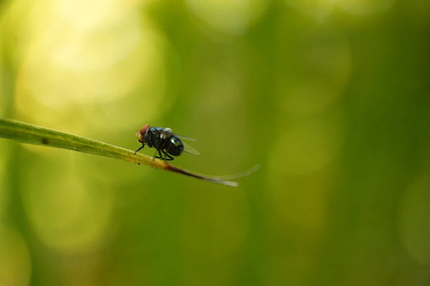 A detailed close-up shot of a tiny dark insect resting on a bright green grass blade, showcasing the delicate balance of nature.