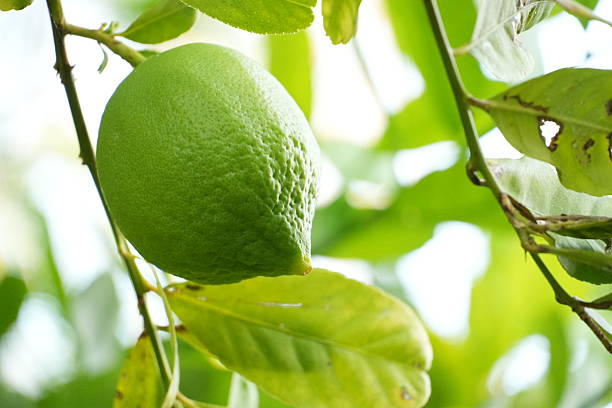 The green bug on the lemon tree