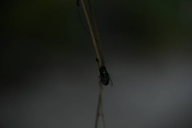 A close-up shot showcases a fly perched on a textured wooden surface. The macro perspective emphasizes the intricate details of the insect, from its multifaceted eyes to the delicate structures of its body. The blurred background and foreground draw the viewer's attention to the fly, highlighting its presence in the natural world.