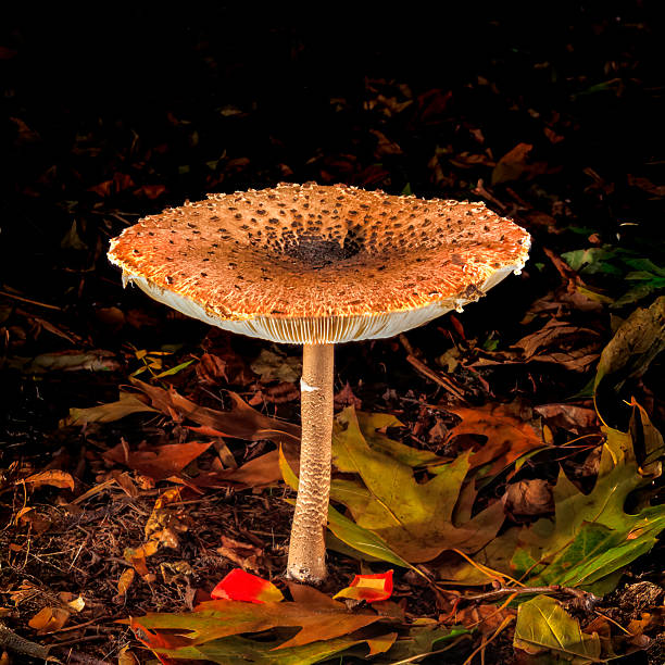 A giant parasol mushroom (Macrolepiota procera) illuminated against a dark, twilight forest background. The warm autumn colors and selective lighting create a moody, atmospheric scene with a sense of mystery and calm. Ideal for themes of nature, autumn, woodland, tranquility, and enchanted forest concepts