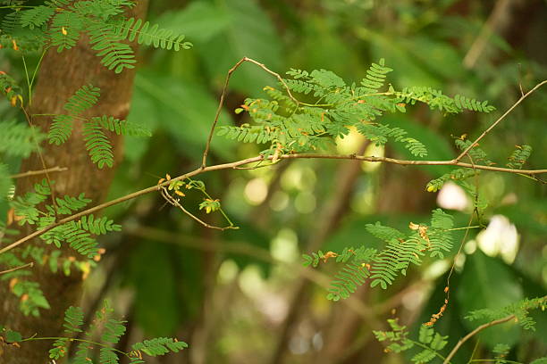 istock A close-up shot of small green leaves on thin branches in a natural setting. 2254473252