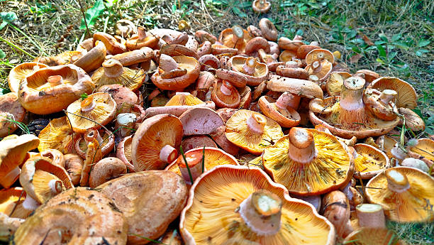 istock Lactarius deliciosus. Forest mushroom. 2254473364
