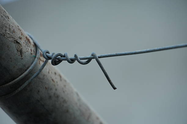 Close-up of a winegrower hand. Tying the new branch to the iron wire after pruning. Traditional agriculture. Winter pruning, Guyot method.