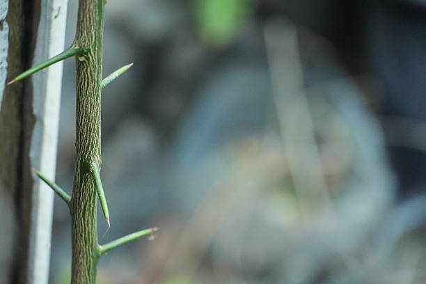 Single thorn on green background.