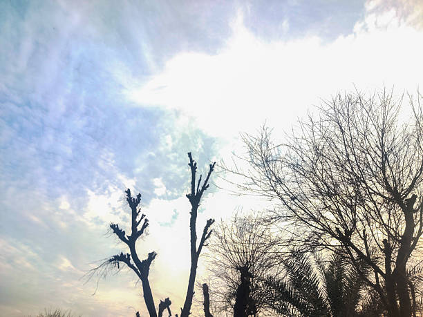 Bare Tree Branches Reaching Toward a Bright Sky in Bahawalpur, Punjab, Pakistan