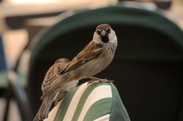 Wild bird scrounging for food at a café in the town centre of Como in Italy