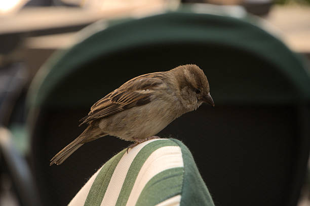 Wild bird scrounging for food at a café in the town centre of Como in Italy