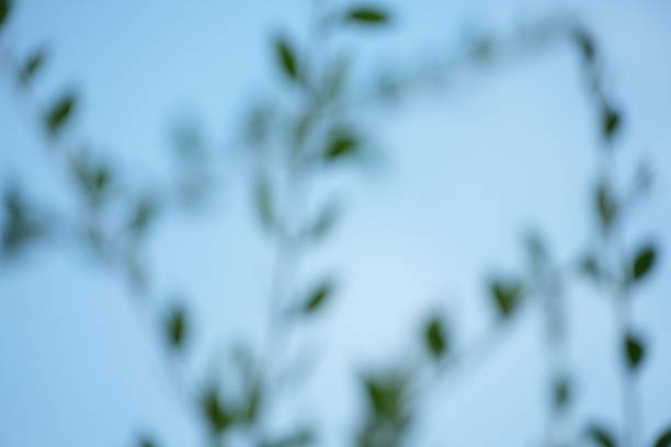 This image presents a beautifully blurred composition of green leaves against a soft blue sky, evoking a sense of tranquility and natural harmony as an abstract backdrop.