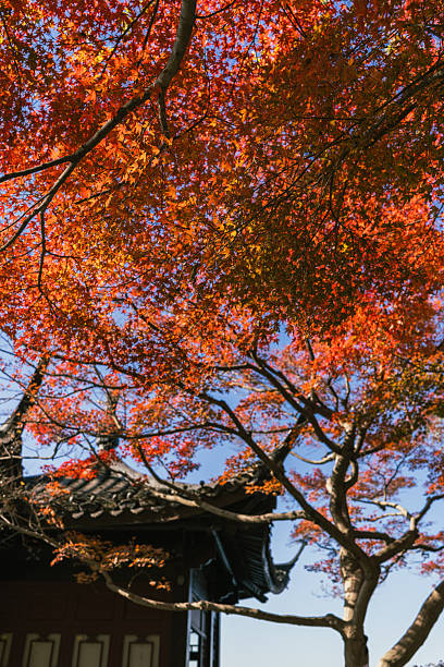 istock Autumn Maple Leaves at West Lake, Hangzhou 2254474764