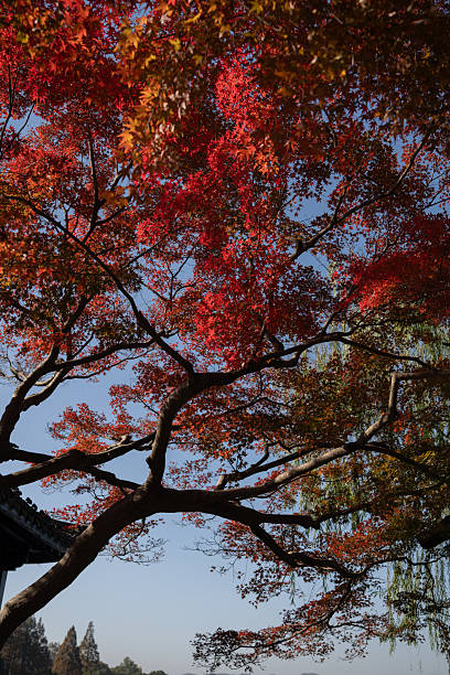 istock Autumn Maple Leaves at West Lake, Hangzhou 2254474766