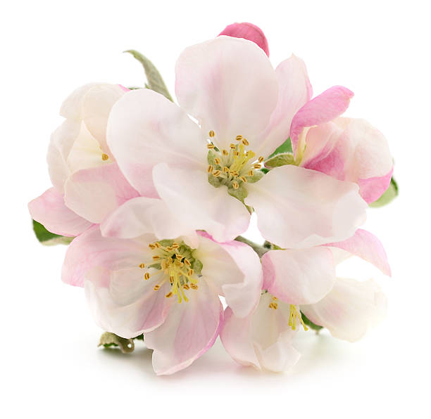 istock Beautiful apple tree blossoms isolated on white background 2254475308