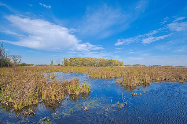 Swamp.