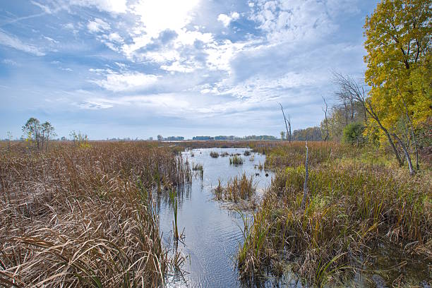 Horicon Marsh in Wisconsin is the largest freshwater cattail marsh in the US, a vital stop for migrating birds and a significant wildlife refuge