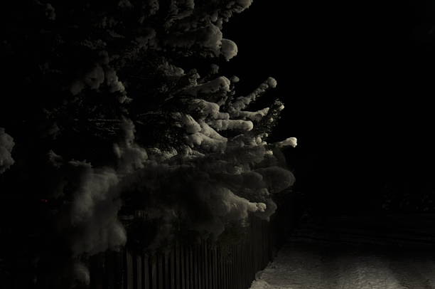 Snow-covered pine branches at night with soft bokeh lights in the background. A tranquil winter scene with a dark, moody atmosphere and seasonal charm