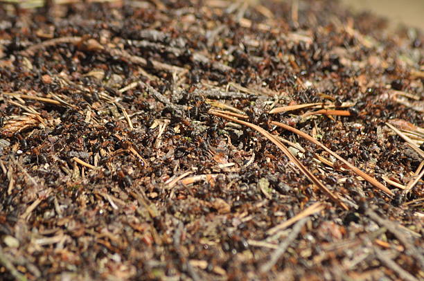 Numerous ants swarm across the surface of the soil in a forest. The scene captures their busy activity among small twigs and leaves in bright sunlight.