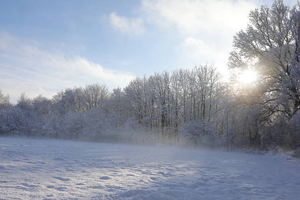 January winter nature and landscapes- Trees, snow, blue sky.