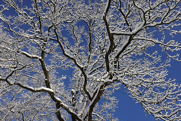 January winter nature and landscapes- Trees, snow, blue sky.