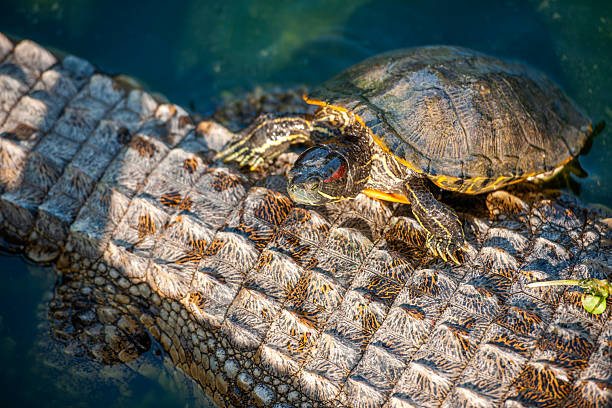 istock Red-Eared Slider Turtle Resting on Crocodile Back in Water 2254479840