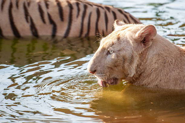 the Amur tiger tongue lick his front paw