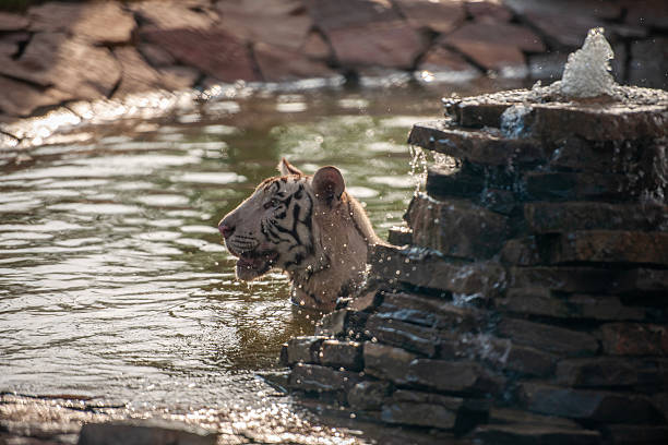 istock White Lion and White Tiger Resting Together in Water 2254480116