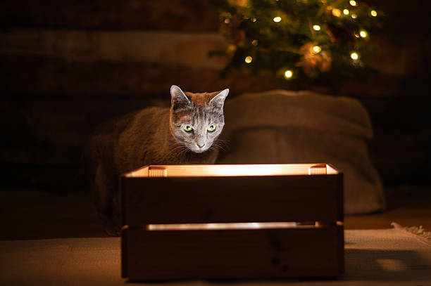A closeup photograph of a cute white cat sitting among the branches of a decorated Christmas tree
