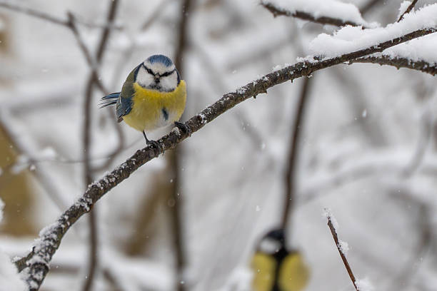 istock A blue tit Cyanistes caeruleus sits alert on a snow-covered branch with another bird softly blurred behind. 2254480384
