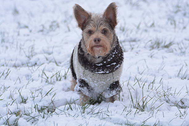 a small fluffy dog ââwith a jacket in the snow.