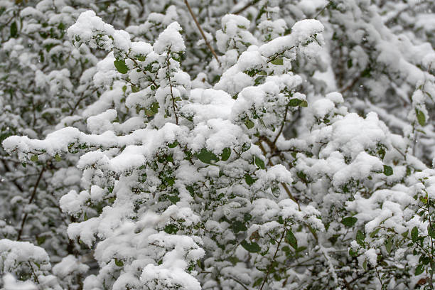 istock Dense shrub foliage covered with fresh snow creates a soft winter texture. 2254480476