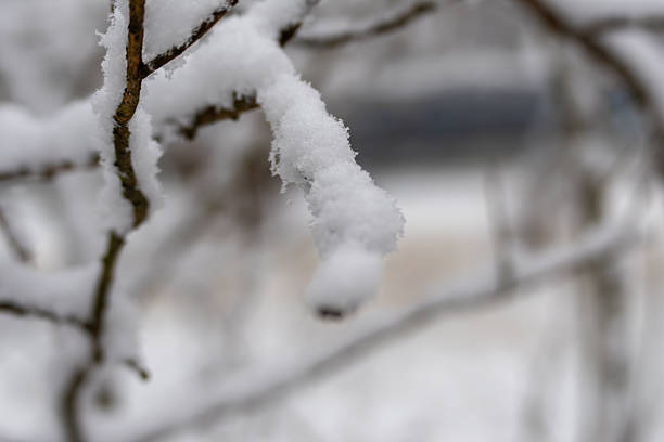 Fresh snow clings to a bare tree branch, forming delicate icy textures. Minimal winter composition with shallow depth of field and soft background.