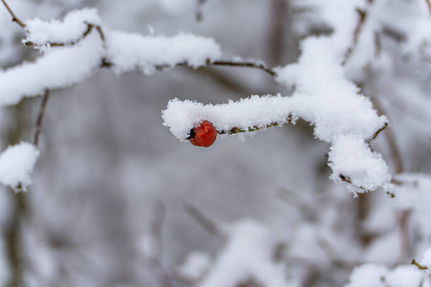 istock A red rose hip Rosa canina peeks from beneath fresh snow on a branch. 2254481765