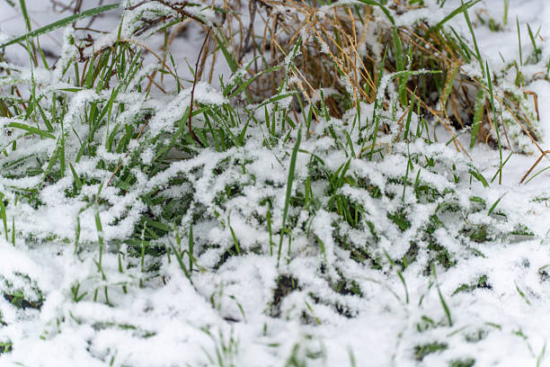 Green grass blades remain visible beneath fresh snowfall. Seasonal nature texture showing contrast between winter snow and living plants.