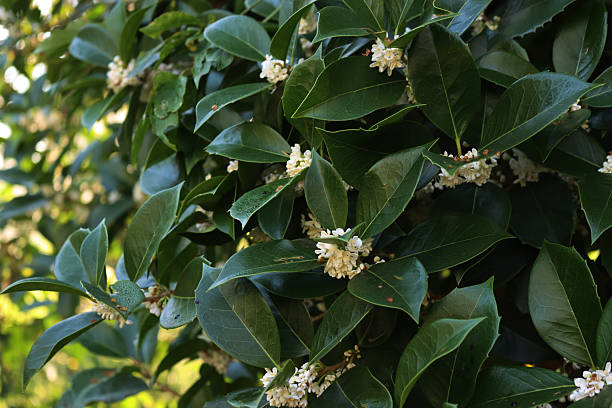 istock White Sweet osmanthus flowers on bush 2254482368