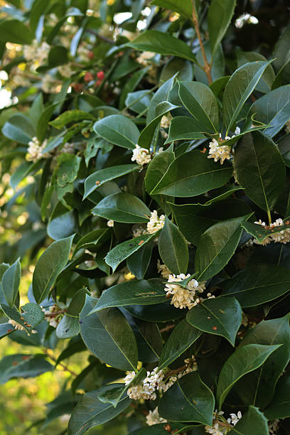 istock White Sweet osmanthus flowers on bush 2254482380
