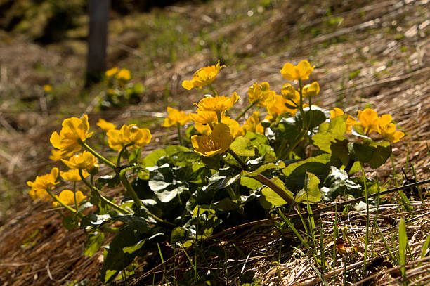 Bright yellow wetland Ranunculaceae on Schönhalden above Flums in Switzerland