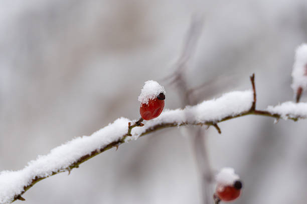 A single rose hip Rosa canina capped with snow rests on a thin branch. Minimal winter macro highlighting texture, color, and seasonal contrast.